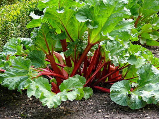 Victoria Rhubarb Rheum Rhabarbarum Perennial Fruit Vegetable Seeds – Pieplant heirloom non-gmo organic garden seeds
