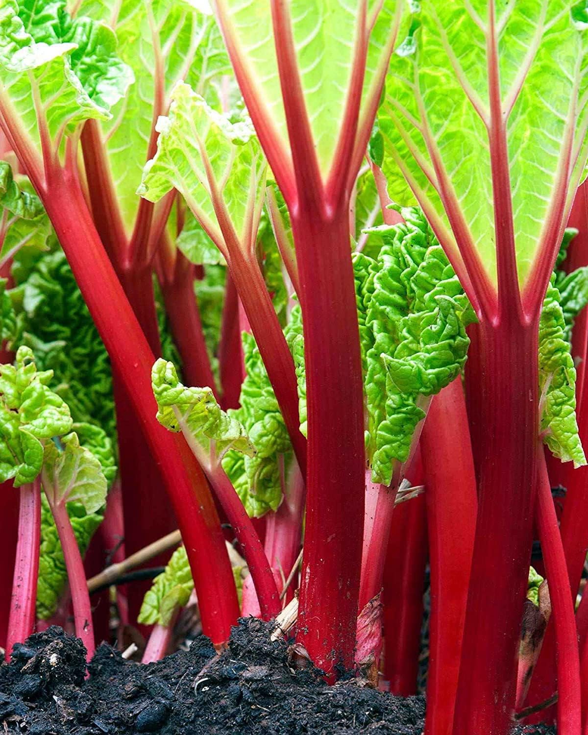 Victoria Rhubarb (Rheum rhabarbarum) Perennial Fruit Vegetable Seeds – Pieplant