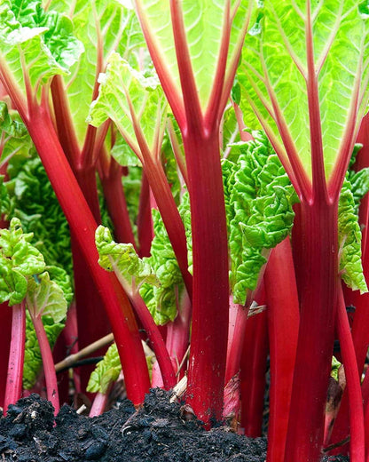 Victoria Rhubarb (Rheum rhabarbarum) Perennial Fruit Vegetable Seeds – Pieplant