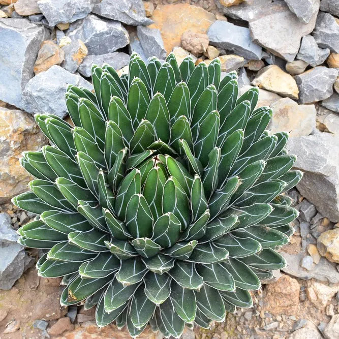 ヴィクトリアエ植物の種子：庭や家で美しい緑を育てましょう
