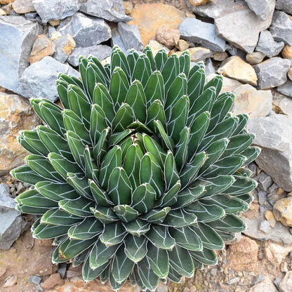 ヴィクトリアエ植物の種子：庭や家で美しい緑を育てましょう