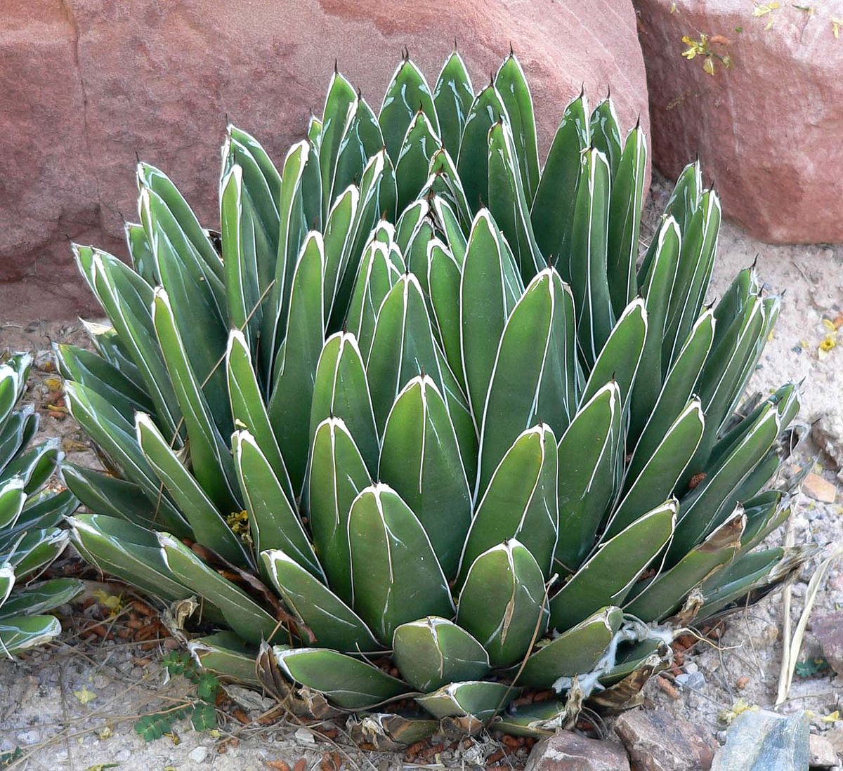 Victoriae Plant Seeds: Cultivate Stunning Greenery For Your Garden Or Home heirloom non-gmo organic garden seeds