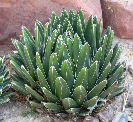 Victoriae Plant Seeds: Cultivate Stunning Greenery For Your Garden Or Home heirloom non-gmo organic garden seeds