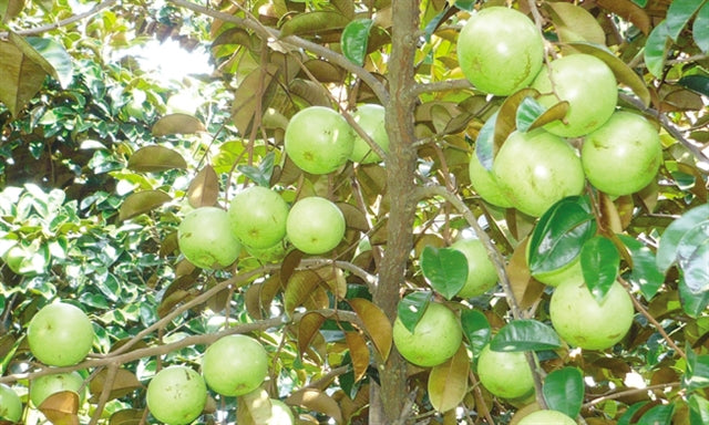 Vietnam Milk Melon Fruit Seeds Premium Quality Planting Seeds For A Tropical Delight heirloom non-gmo organic garden seeds