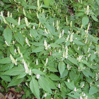 Vietnamese Mint Persicaria odorata Plant Seeds