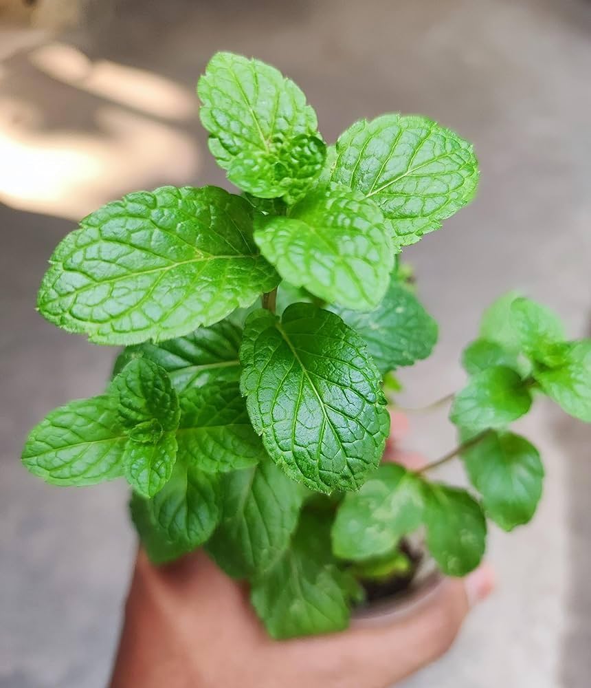 Green Vietnamese Mint Seeds for Planting