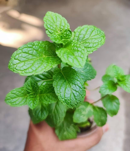 Green Vietnamese Mint Seeds for Planting
