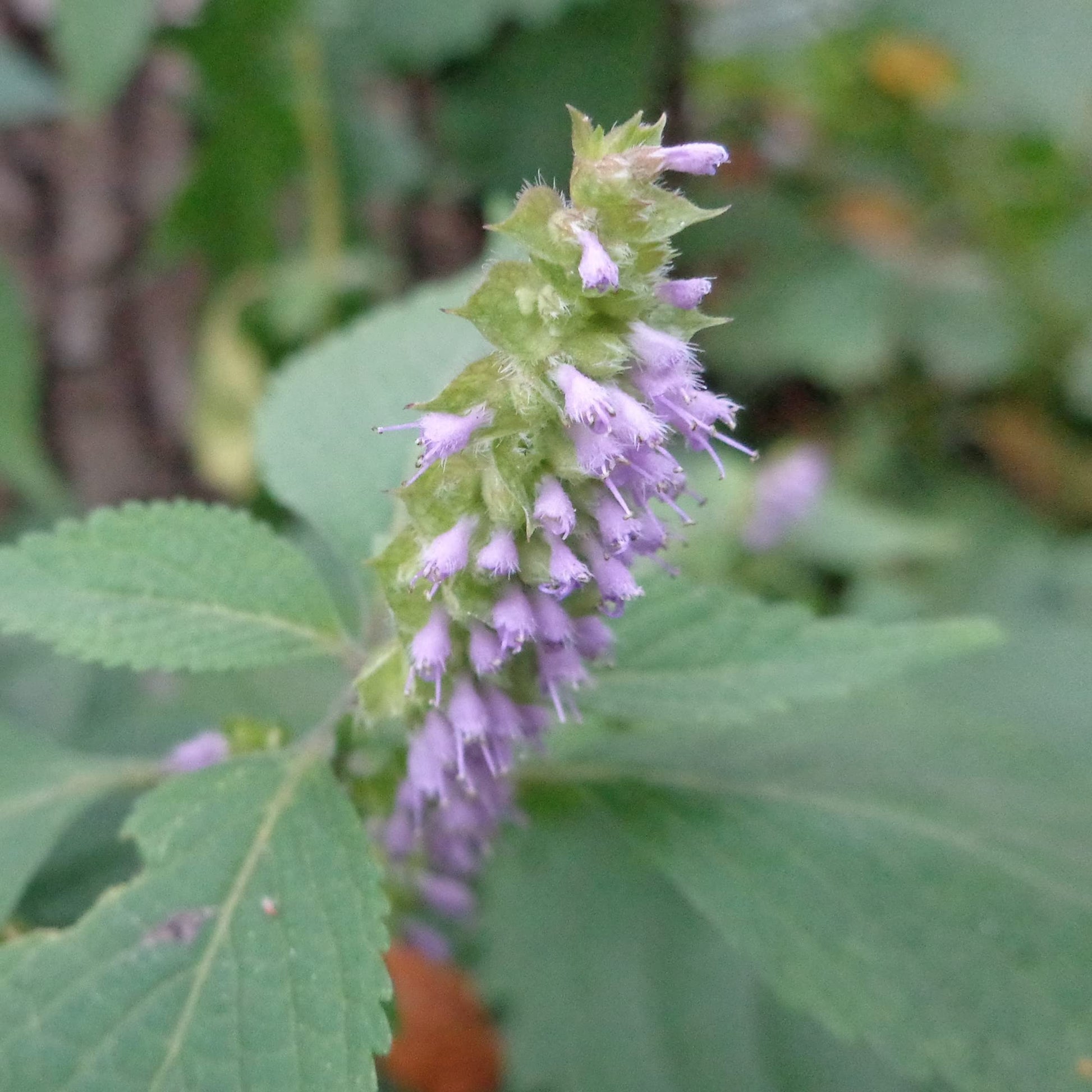 Vietnamese Mint Persicaria Odorata Plant Seeds heirloom non-gmo organic garden seeds