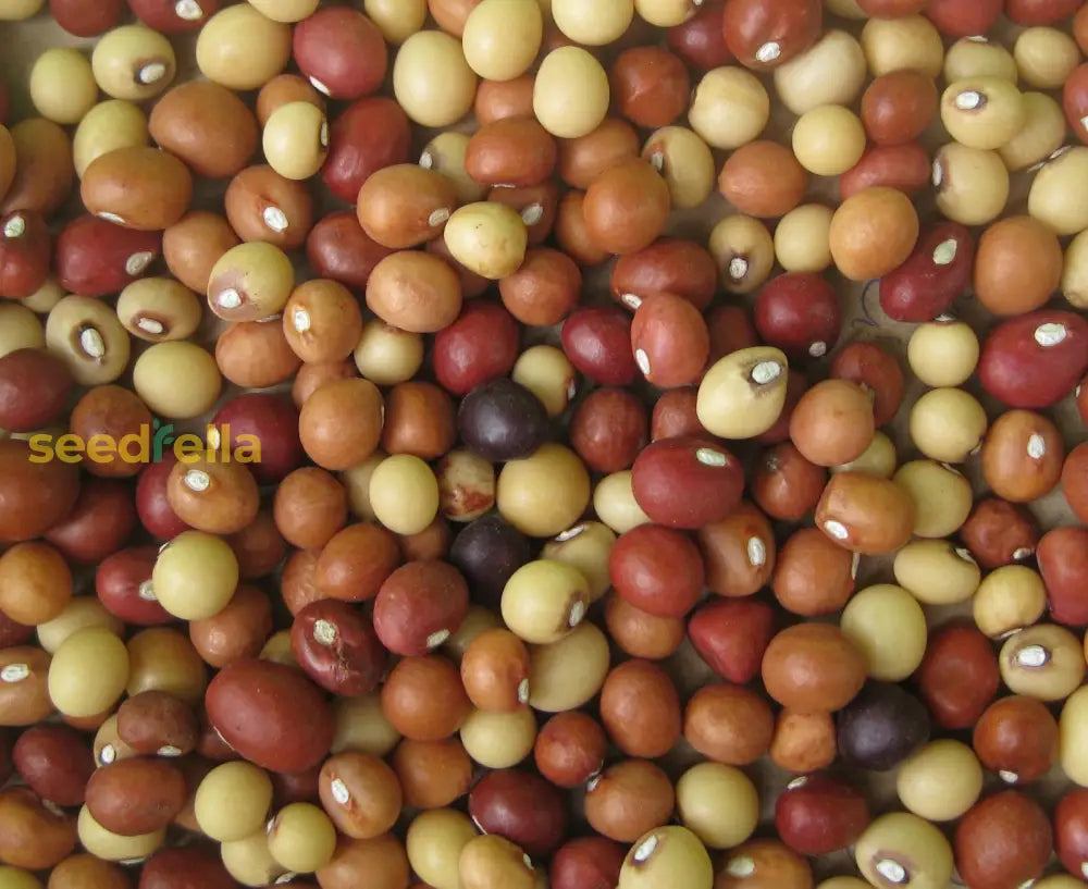 Brown Vigna Subterranea Seeds For Planting heirloom non-gmo organic garden seeds