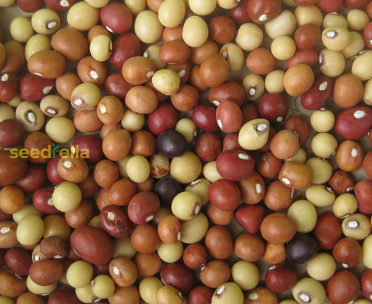 Brown Vigna Subterranea Seeds For Planting heirloom non-gmo organic garden seeds