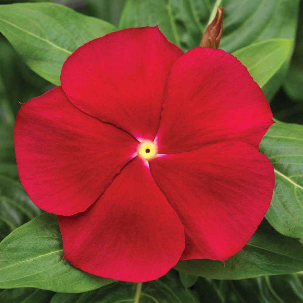 Red Vinca Rosea Flower seeds for Planting - Shade Tolerant, Heirloom & GMO Free Seeds for Home Garden
 
 Sale for planting in home garden