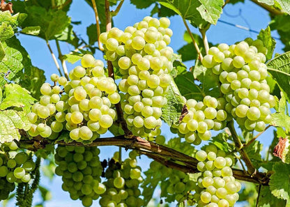 Premium White Grape Muscat Seeds For Planting Grow Sweet Grapes At Home heirloom non-gmo organic garden seeds