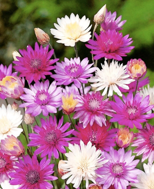 Vintage Xeranthemum Flower Seeds for Easy Planting