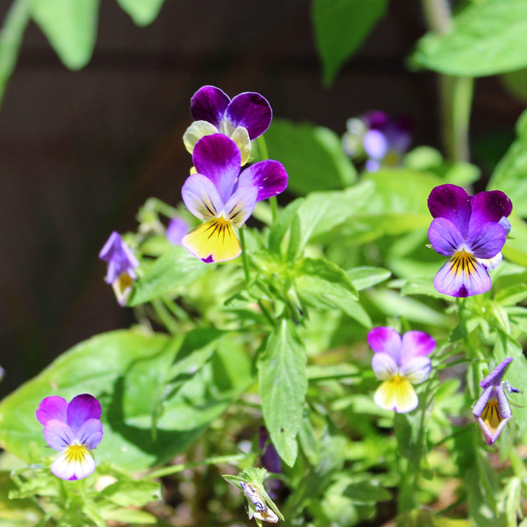 Johnny Jump Up Flower Seeds