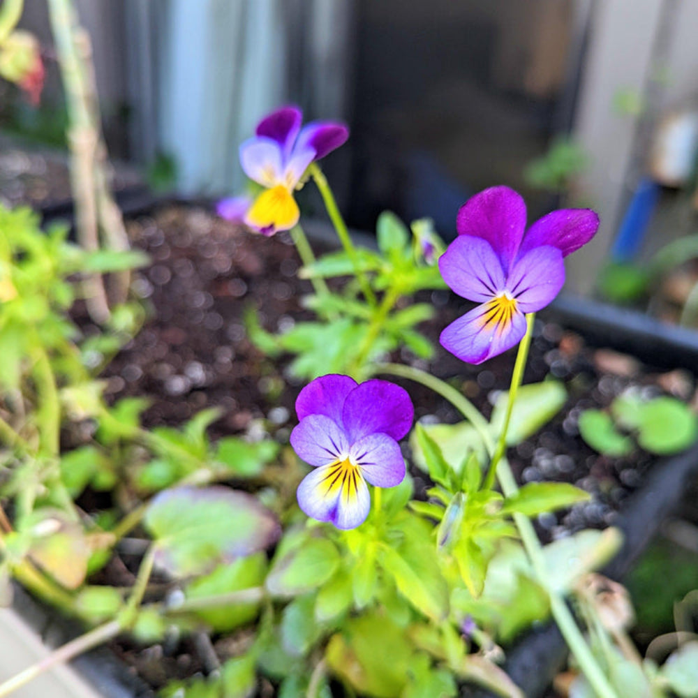 Viola Tricolor Flower Seeds