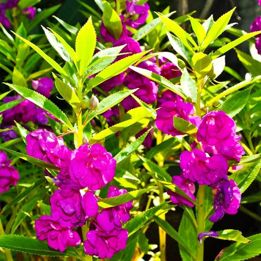 Violet Balsamine Flowering Seeds for Planting  Non-GMO Balsam Garden Seeds