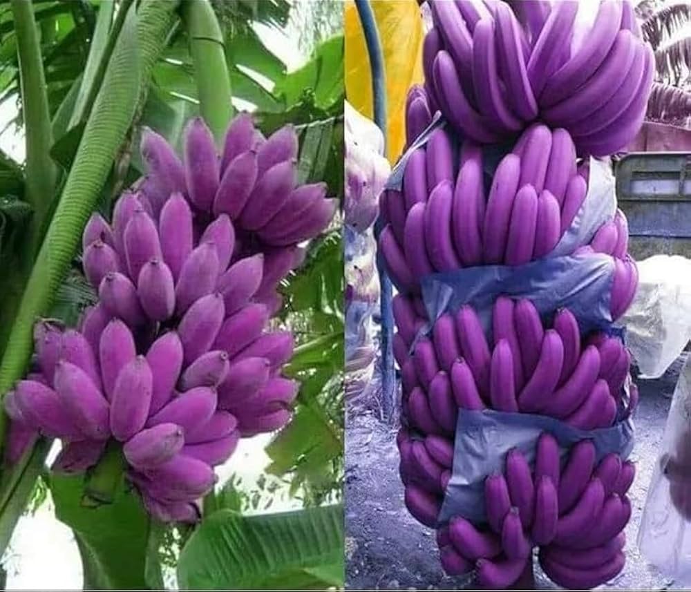 Planting Violet Banana Fruit Seeds heirloom non-gmo organic garden seeds