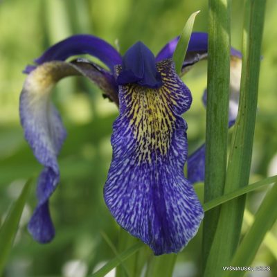 Violet Bulleyana Flowers in Garden Borders