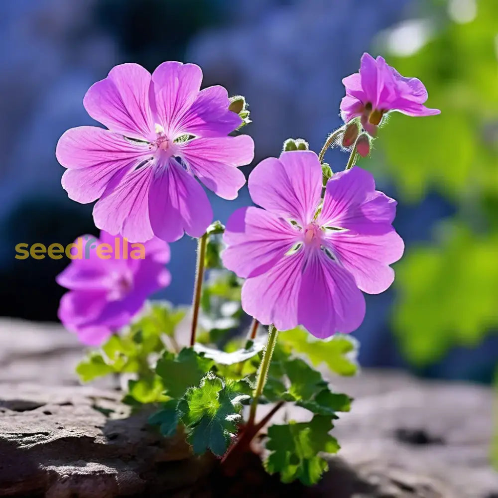 Violet Climbing Geranium Seeds For Planting  Enhance Your Garden Flower