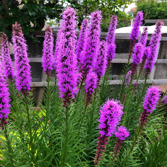 Violet Gayfeather Seeds for Planting and Gardening