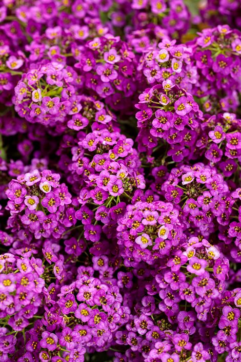Alyssum (Alyssum Ground) seeds for planting in home garden