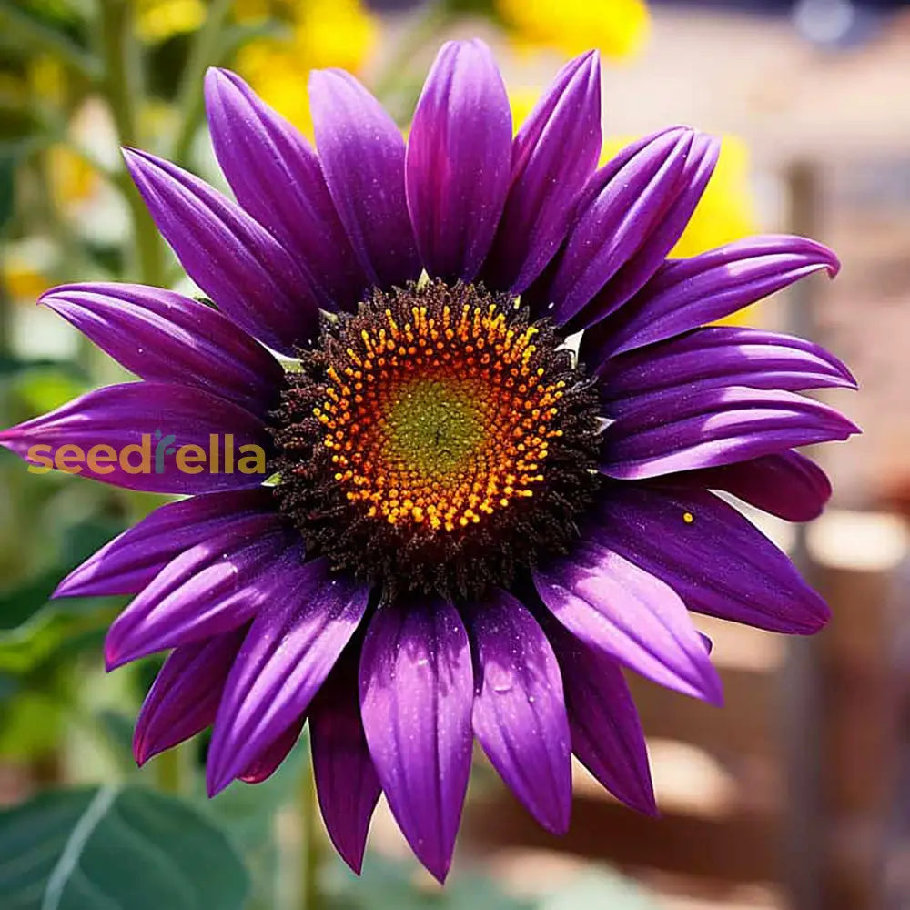 Violet Mini Sunflower Seeds  Ideal For Planting In Gardens Flower