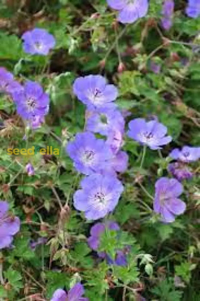 Violet Red Geranium Flower Seeds For Planting - Vibrant Garden Blooms