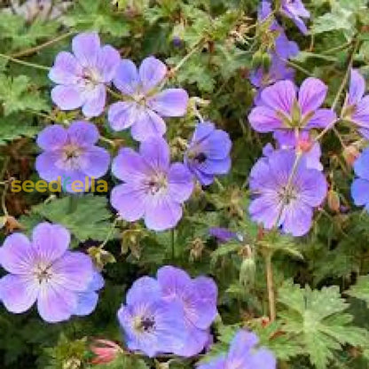 Violet Red Geranium Flower Seeds For Planting - Vibrant Garden Blooms