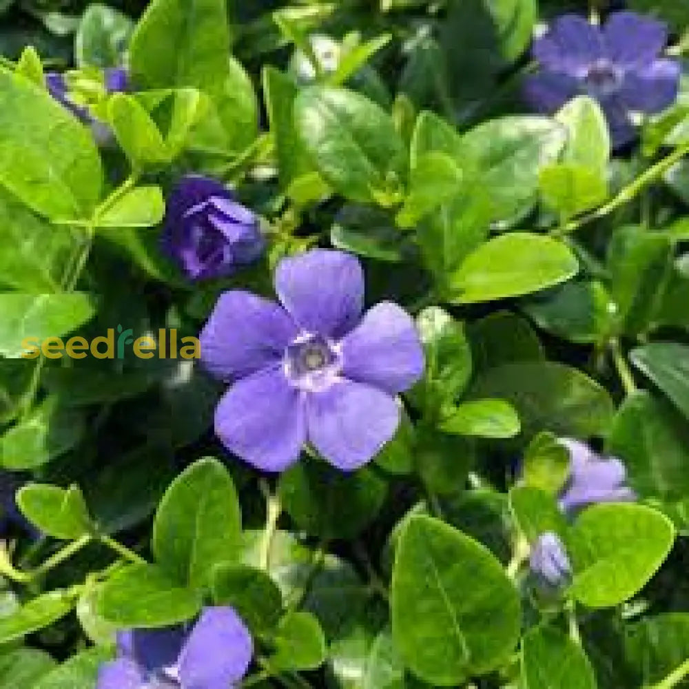 Violet Vinca Periwinkle Seeds For Planting - Beautiful Blooms Flower