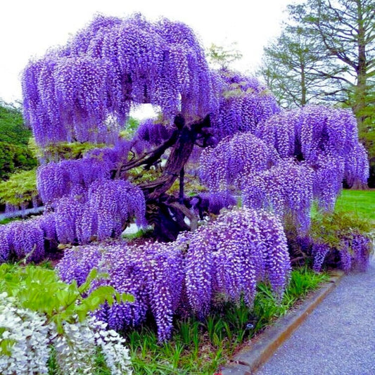Violet Wisteria Tree Seeds for Planting  Non-GMO Wisteria Vine Seeds