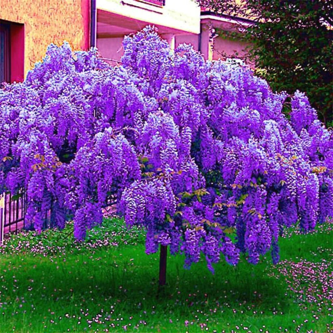 Violet Wisteria Vine Seeds  Fast-Growing Garden Plant