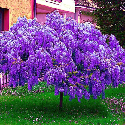 Violet Wisteria Vine Seeds  Fast-Growing Garden Plant