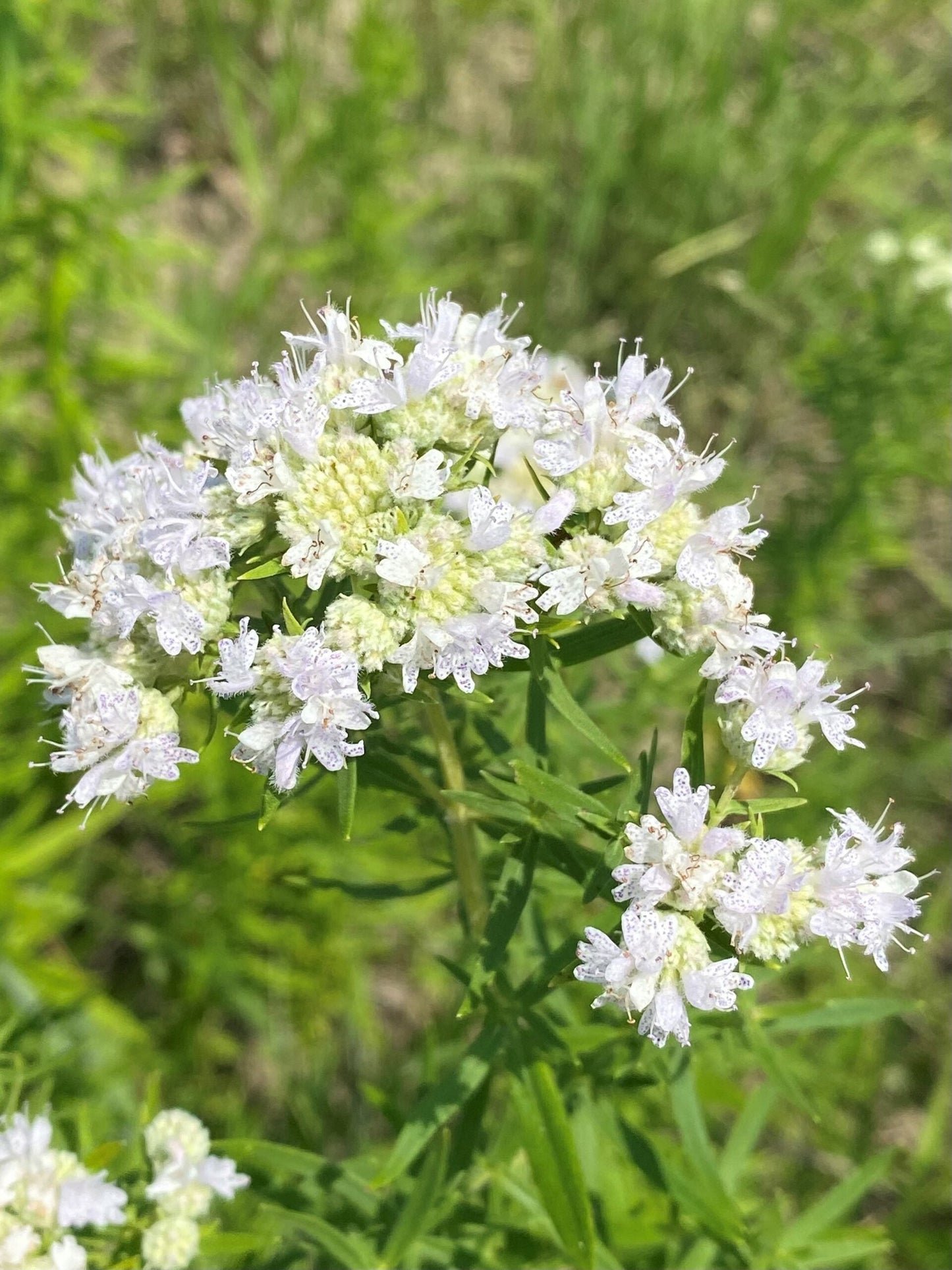 Virginia Mint (Pycnanthemum virginianum) Mountainmint Native White Flower Herb Seeds