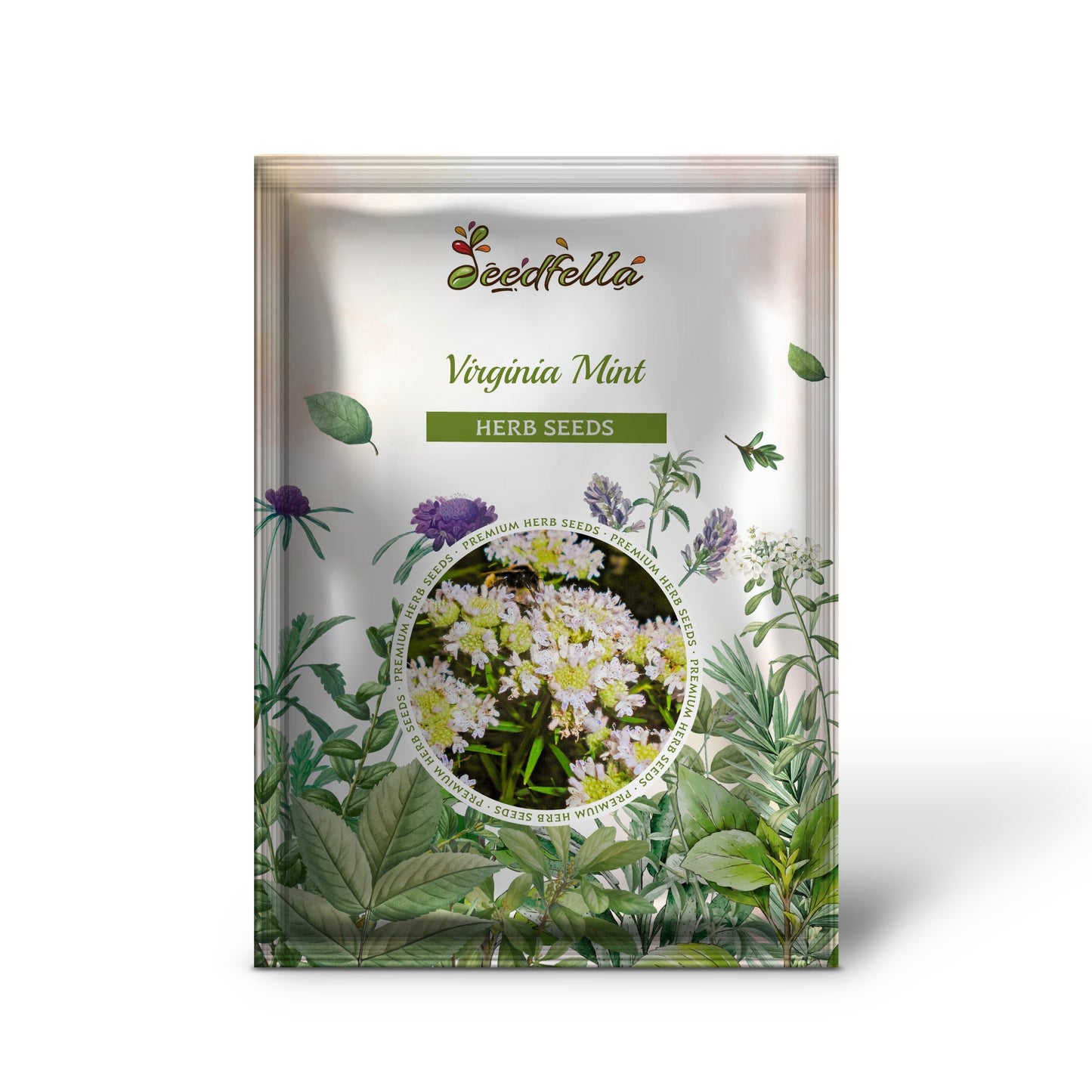 Virginia Mint (Pycnanthemum virginianum) Mountainmint Native White Flower Herb Seeds