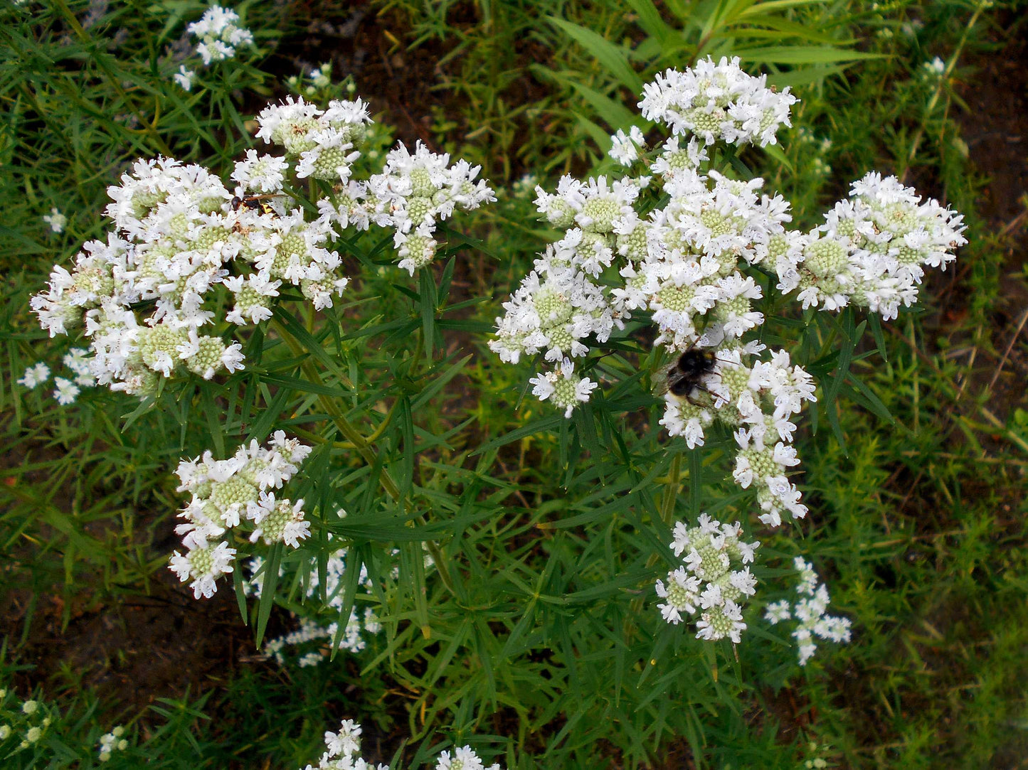 Virginia Mint (Pycnanthemum virginianum) Mountainmint Native White Flower Herb Seeds