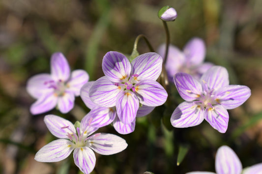 Virginia Spring Beauty Claytonia Virginica Eastern Fairy Pink Striped Native Grass Shade Flower Herb Seeds heirloom non-gmo organic garden seeds