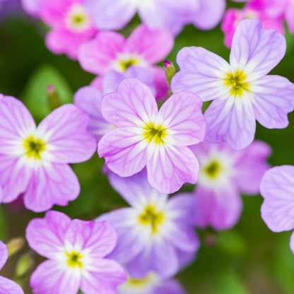 Virginia Stock Flower Seeds