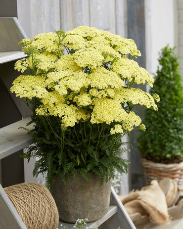 Achillea 'Sunny Seduction' Seeds - Bright Yellow Perennial with Bold Flower Clusters