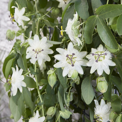 Weiße Passionsblumen-Samen zum Pflanzen – Robuste Sorte, Erbstück- und GVO-freie Samen für den Hausgarten