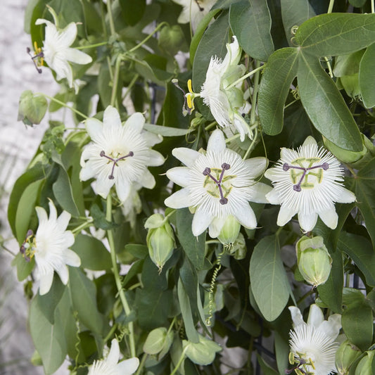 Weiße Passionsblumen-Samen zum Pflanzen – Robuste Sorte, Erbstück- und GVO-freie Samen für den Hausgarten