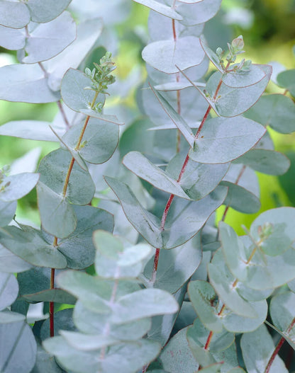 Eucalyptus Pulverulenta Tree Seeds for Planting – Heirloom, Non-GMO, Aromatic, Fast-Growing