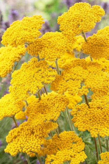Achillea 'Coronation Gold' Seeds - Bright Yellow Perennial with Hardy, Long-Lasting Blooms