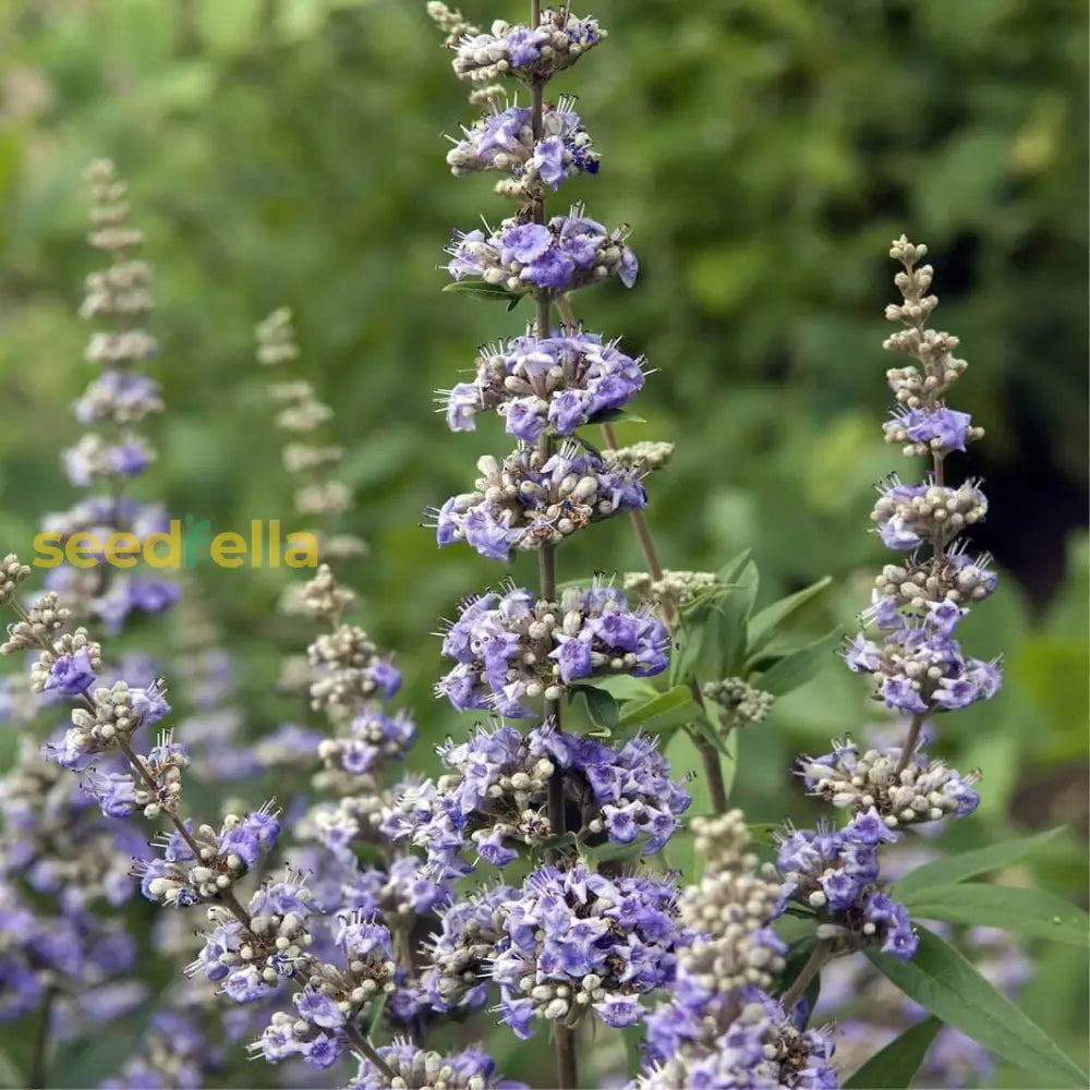 Vitex Agnus Castus Plant Seeds For Thriving Herbal Shrub Ideal For Planting Gardens, Yards, Or Landscapes heirloom non-gmo organic garden seeds