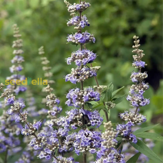 Vitex Agnus Castus Plant Seeds For Thriving Herbal Shrub Ideal For Planting Gardens, Yards, Or Landscapes heirloom non-gmo organic garden seeds