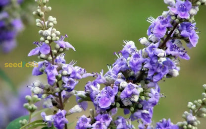 繁栄する薬草低木のためのニワトコモドキの種子 庭園や庭、景観の植え付けに最適