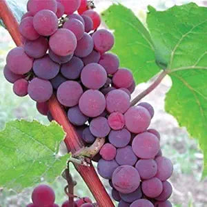 Vitis Labrusca Catawba Traubensamen