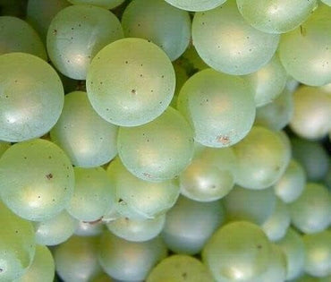 Vitis Labrusca Niagara Traubensamen