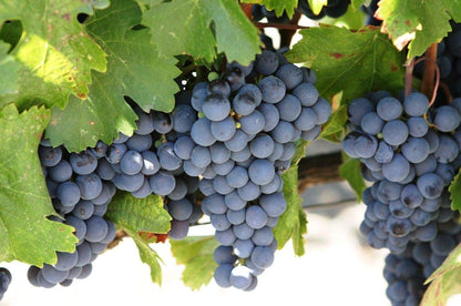 Concord Grape Vitis labrusca Fruit Seeds for Planting in Vineyard and Garden