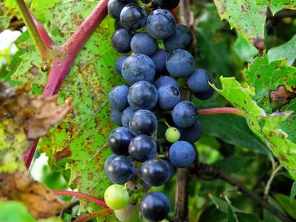Vitis Riparia Flussufer Weintraubensamen