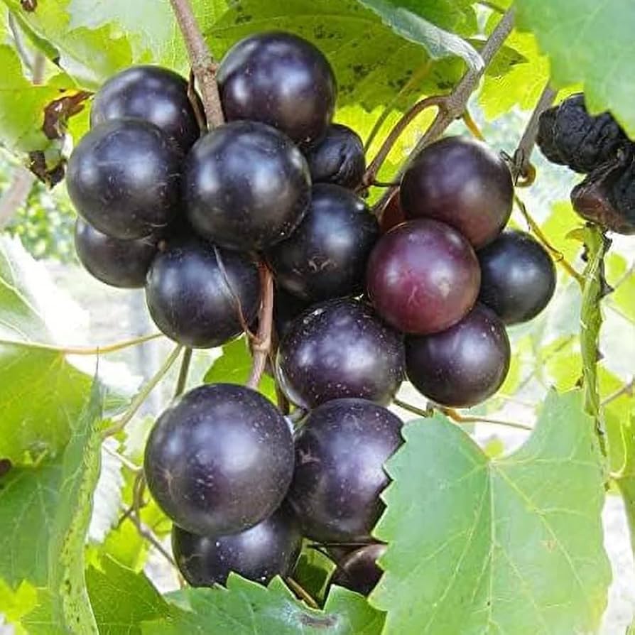 Muscadine Vitis rotundifolia Traubensamen